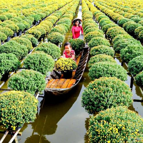 Festival Hoa – Kiểng Sa Đéc Lần II 2025-2026 Sắp Diễn Ra: Làng Hoa Đồng Tháp Tất Bật Vào Vụ Chuẩn Bị